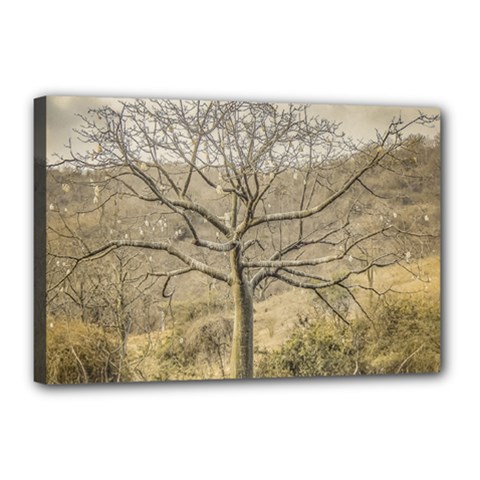 Ceiba Tree At Dry Forest Guayas District   Ecuador Canvas 18  X 12 