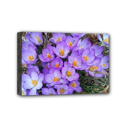 Signs Of Spring Purple Crocua Mini Canvas 6  X 4  (stretched)