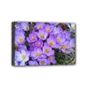 Signs of spring purple crocua Mini Canvas 6  x 4  (Stretched) View1
