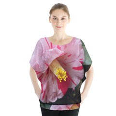 Striped Pink Camellia Ii Batwing Chiffon Blouse