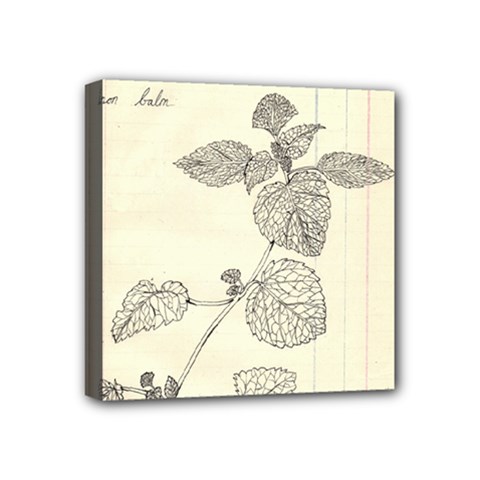 Lemon Balm Mini Canvas 4  X 4  (stretched)