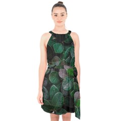Dark Nature , Nature, Edeg Halter Collar Waist Tie Chiffon Dress