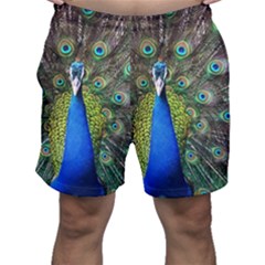 Peacock Bird Feathers Pheasant Nature Animal Texture Pattern Men s Shorts