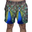 Peacock Bird Feathers Pheasant Nature Animal Texture Pattern Men s Shorts View1