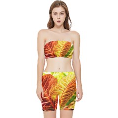 Leaves Plant Pattern Croton Nature Stretch Shorts And Tube Top Set