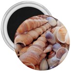 Seashells 3000 4000 3  Button Magnet Front