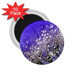 Dandelion 2015 0705 2 25  Magnets (10 Pack) 