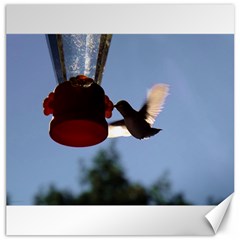 Hummingbird Ii Canvas 20  X 20  