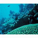 CORAL REEFS 2 Collage 8  x 10  10 x8  Print - 4