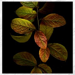 Autumn Leaves Foliage Canvas 16  X 16  