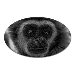 Gibbon Wildlife Indonesia Mammal Oval Magnet