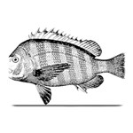 Animal Fish Ocean Sea Plate Mats 18 x12  Plate Mat