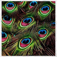 Peacock Feathers Feather Color Canvas 16  X 16 