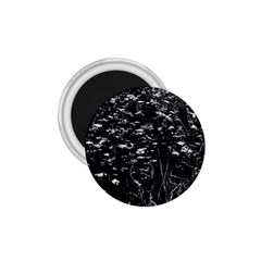 High Contrast Black And White Queen Anne s Lace Hillside 1 75  Magnets