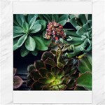 Succulents Canvas 12  x 16  11.86 x15.41  Canvas - 1