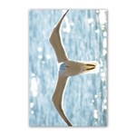 Seagull Poster 16  x 24  16 x24  Poster - 1