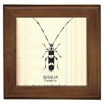 Banded Alder Borer  Framed Tile Front