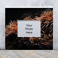 Sea Anemone Coral Underwater Ocean Sea Water White Wall Photo Frame 5  X 7 