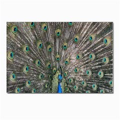 Peacock-feathers1 Postcards 5  X 7  (pkg Of 10)