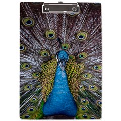 Peacock-feathers2 A4 Acrylic Clipboard