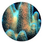 Photo Coral Great Scleractinia Magnet 5  (Round) Front