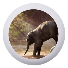 Baby Elephant Watering Hole Dento Box With Mirror