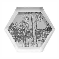 Dry Forest Landscape, Tierra Del Fuego, Argentina Hexagon Wood Jewelry Box by dflcprintsclothing