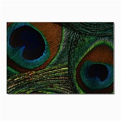 Peacock Feathers, Feathers, Peacock Nice Postcard 4 x 6  (pkg Of 10) by nateshop